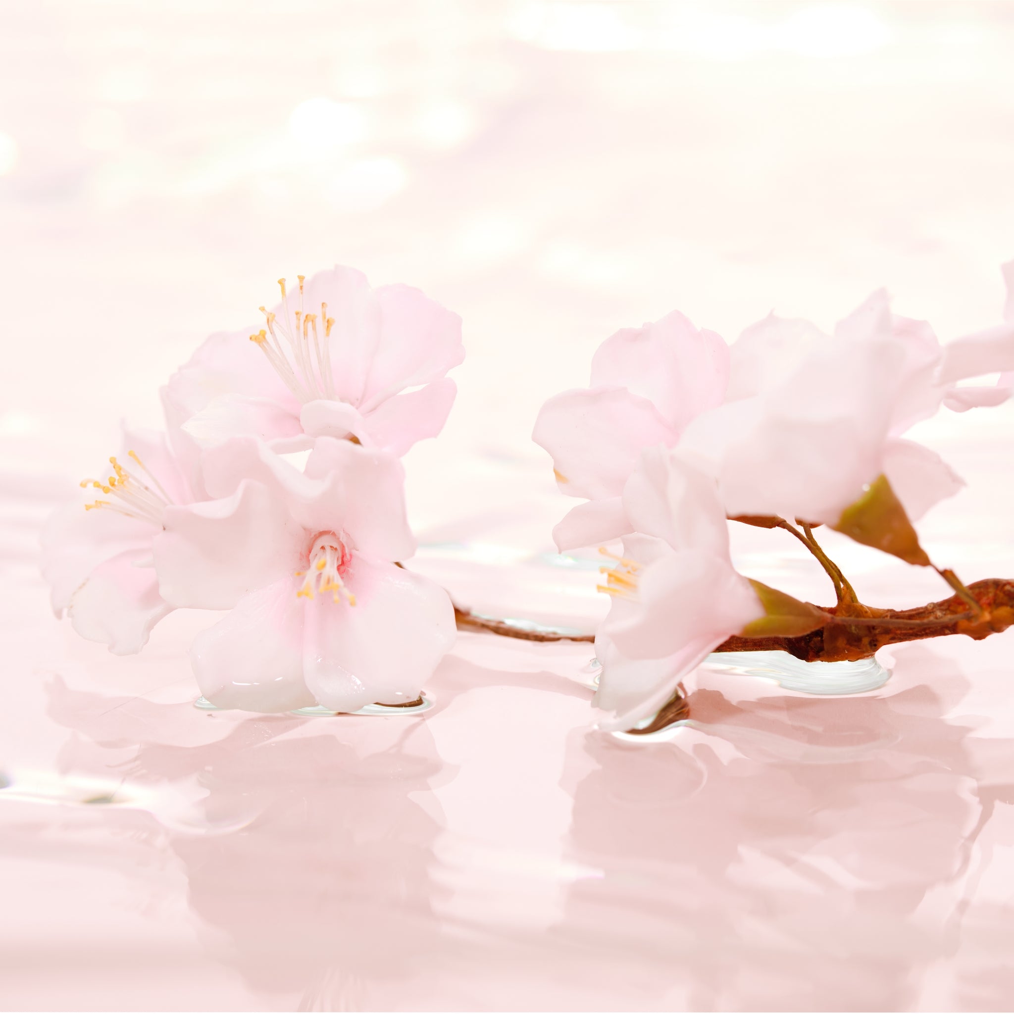 Cherry Blossom, Eau de Parfum, 100 ml.