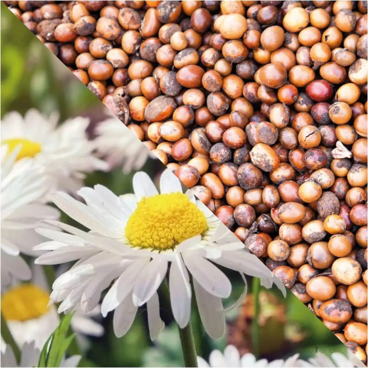 Natural Shaving Cream, 100 ml.