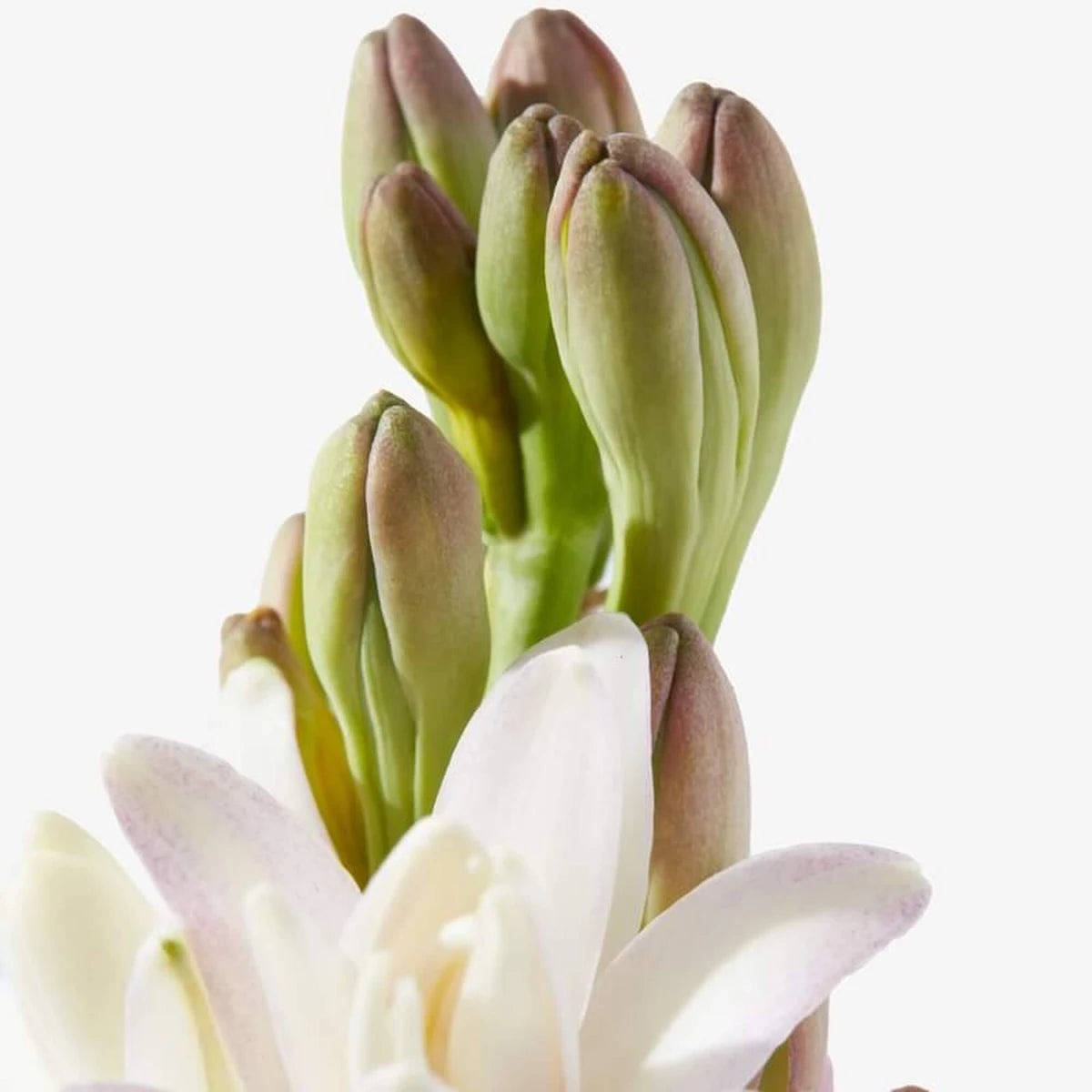 Tuberose In Silk, Eau de Parfum, 50 ml.